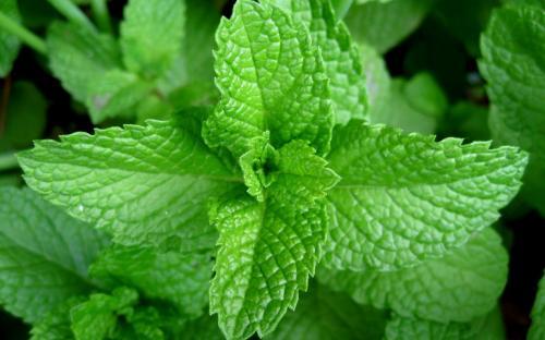 Picture of: Mint leaves
