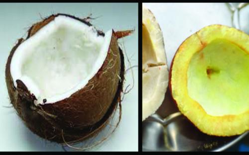 Picture of: Coconut (Wet & Dry)