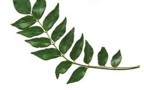 Picture of: Curry Leaves 