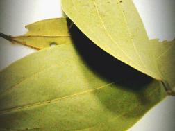 Picture of: Bay Leaf (Tej patta)- Secret indian Recipe